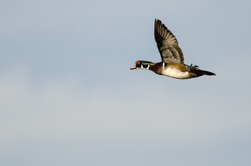 Wood Duck Flying in a Blue Sky