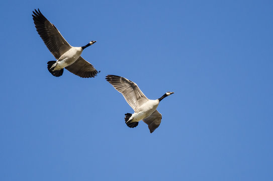 Pair of Canada Geese Flying in a Blue Sky