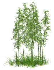 bamboo, tree, 3d, wood, china, garden, decoration, japan, forest, tropical, concept, branch, green, design, nature, eco system, isolated, asia, oriental, natural, realistic, 3d rendering, fence, garde