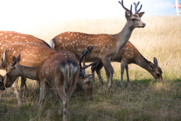 Naklejka na ściany i meble Deer fawn portrait forest park wild brown animals youngdeer