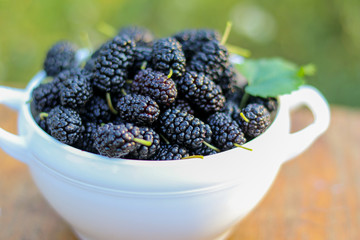 Just picked up juicy mulberries in white bowl on wooden bench outdoors in garden. GMO free natural raw antioxidant food concept. Selective focus