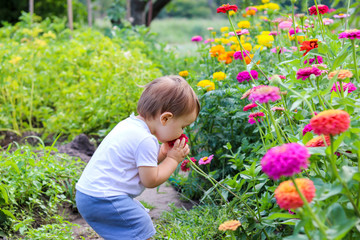Cute little funny baby boy enjoys smelling red zinnia flower in summer garden outdoors with closed...