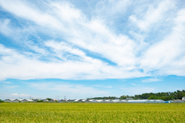 黄金色に輝く刈り入れ前の稲穂27