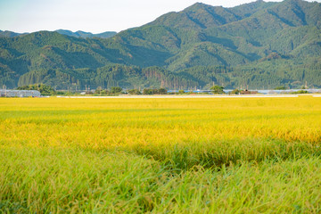 黄金色に輝く刈り入れ前の稲穂28