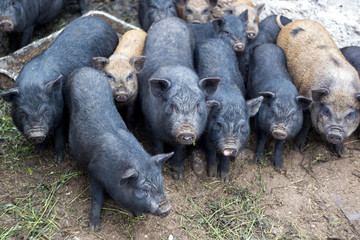 Small Vietnamese pigs on the farm