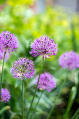 Beautiful pink flower in the garden