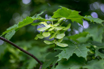 Green maple seeds on the tree