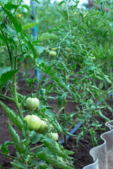 Green unripe tomatoes in a small home garden