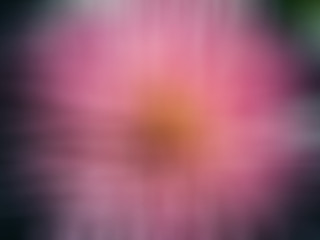 light blue flower on a white background isolated with clipping path.