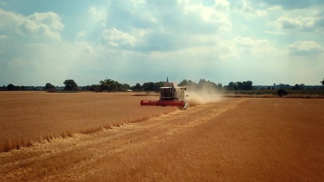Bison herd walking in pasture
