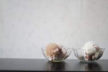 Cute little kitten newborn on glass with white background.
