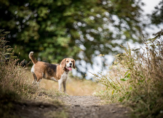 The Beagle