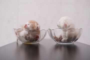 Cute little kitten newborn on glass with white background.