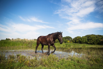 Horse galloping through lake spreading water at animal shelter.