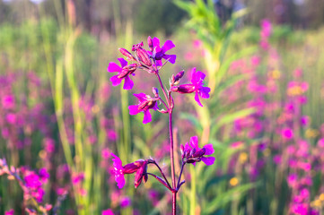 Fototapeta premium Summer meadow with bright pink inflorescences of the Sticky Catchfly (Silene viscaria) under the evening sunlight.