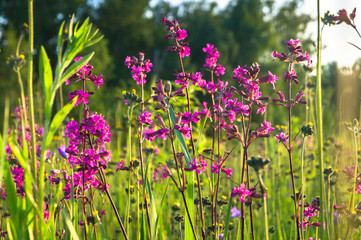 Summer meadow with bright pink inflorescences of the Sticky Catchfly (Silene viscaria) under the evening sunlight.