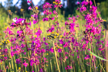 Fototapeta premium Summer meadow with bright pink inflorescences of the Sticky Catchfly (Silene viscaria) under the evening sunlight.