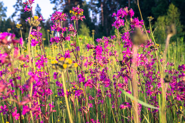 Summer meadow with bright pink inflorescences of the Sticky Catchfly (Silene viscaria) under the evening sunlight.
