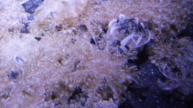 upside-down jellyfish close up real time Cassiopea (upside-down jellyfish) is a genus of true jellyfish and the only members of the family Cassiopeidae found in warmer coastal regions 