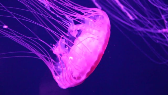 jellyfish sea nettle bio-luminescent bio fluorescent under blue lights, Moon Jellyfish variety swims underwater aquarium  (Aurelia Aurita) saucer jelly medusa Bioluminescence 