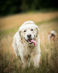 The Golden Retriever