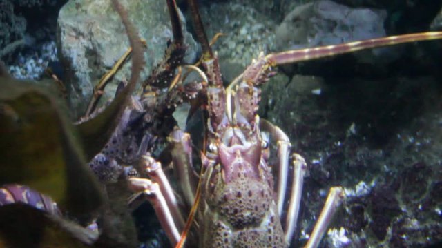 European spiny lobster palinurus elephas moves underwater alive 