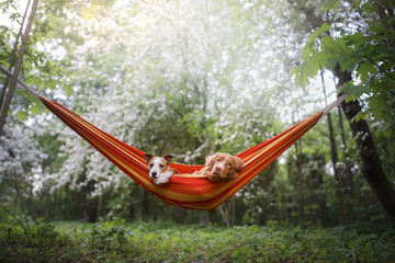 pet in a hammock on vacation. Two dogs on vacation. Nova Scotia Duck Tolling Retriever and a Jack Russell Terrier