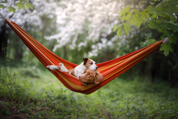 pet in a hammock on vacation. Two dogs on vacation. Nova Scotia Duck Tolling Retriever and a Jack Russell Terrier