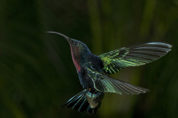 Colibri madère