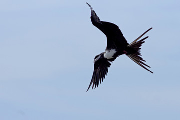 Frégate superbe femelle