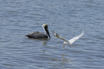 Pélican et Sterne royale
