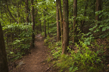 Woodland Trail