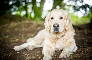 The Golden Retriever