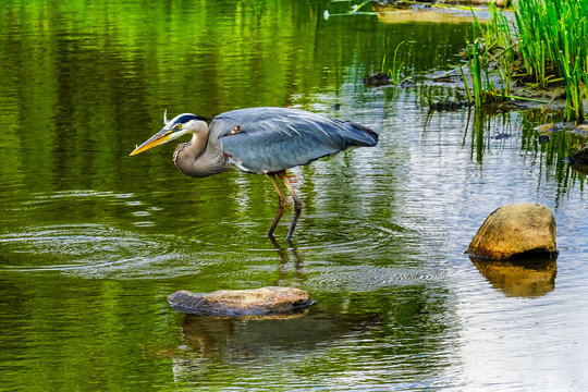 Great Blue Heron Ardea herodias Pond Vanier Park Vancouver British Columbia Canada Pacific Northwest