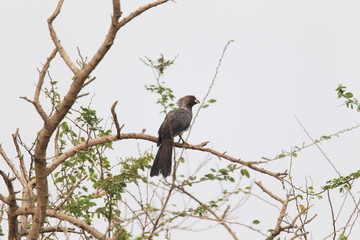 Western plantain-eater or grey plantain- eater or western grey plantain-eater (Crinifer piscator) in Ghana