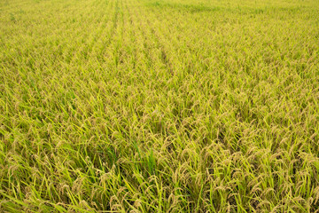 黄金色に輝く刈り入れ前の稲穂59