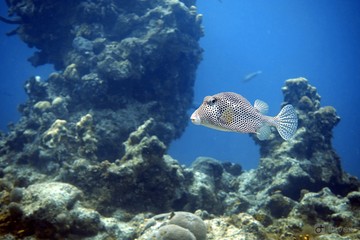 Fototapeta na wymiar Spotted Trunkfish swims underwater 