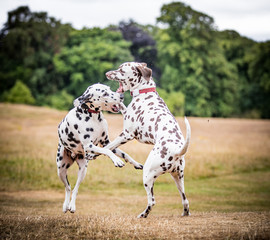 Dalmatians at Play