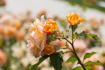orange rose  flowers in garden