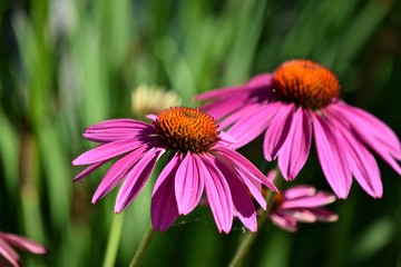 Obraz premium echinacea cone flowers close-up