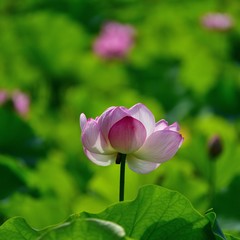 木漏れ日浴びながらひっそりと咲く満開の蓮の花