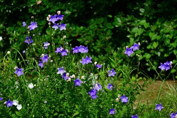 Naklejka premium 満開の桔梗の花