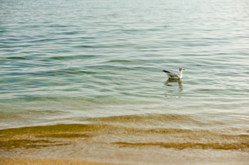 sea water and Seagull background