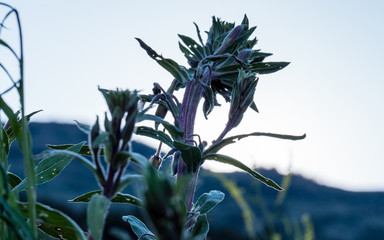 Dusk sky plant close up