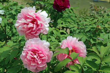 満開の牡丹の花