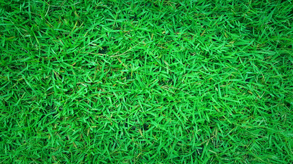 Green grass background, nature texture