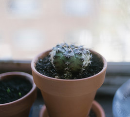 Home cactus