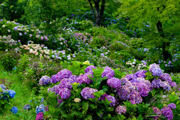 Obraz premium 紫陽花