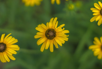 Black Eyed Susan