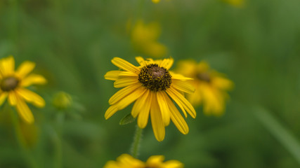 Black Eyed Susan side